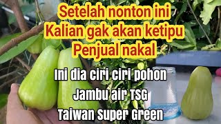 Dengan Melihat Ini Kalian Akan Tahu Ciri -ciri Pohon Jambu TSG (Taiwan Super Green)