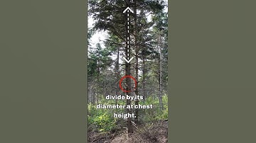 How the H/D Ratio Can Make or Break Your Thinning  #forestry #silviculture #forestmanagement
