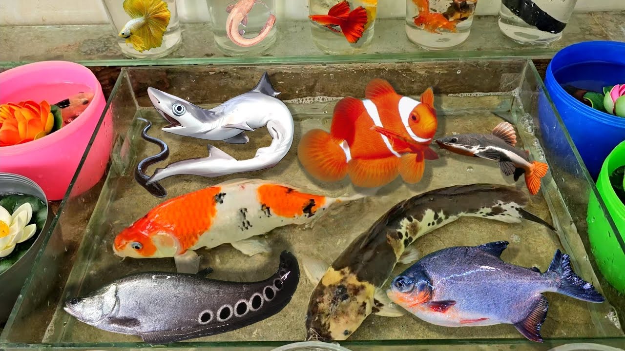 Video bắt cá cảnh dễ thương, cá lia thia, cá bình tích, cá ba đuôi, cá chuột