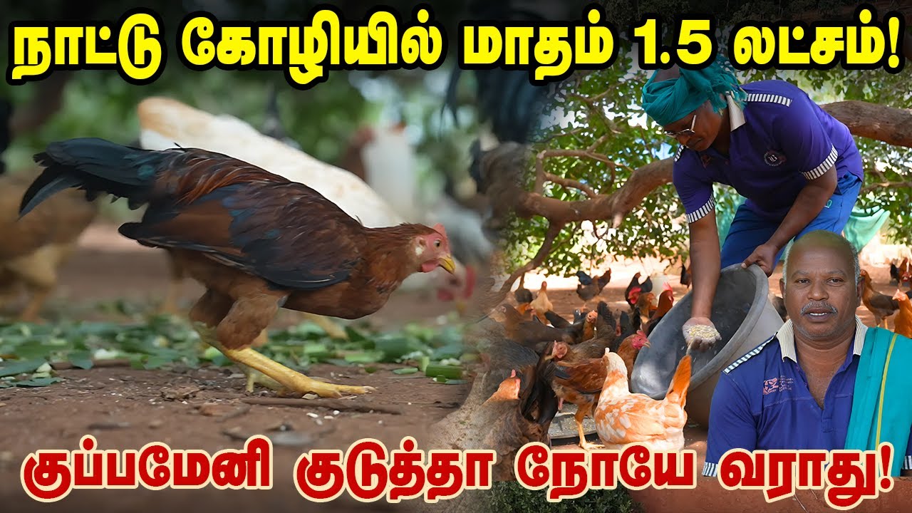 நாட்டு கோழி வளர்ப்பில் மாதம் 1.5  லட்சம்! குப்பமேனி, கீழாநெல்லி  கொடுத்தா நோயே வராது!