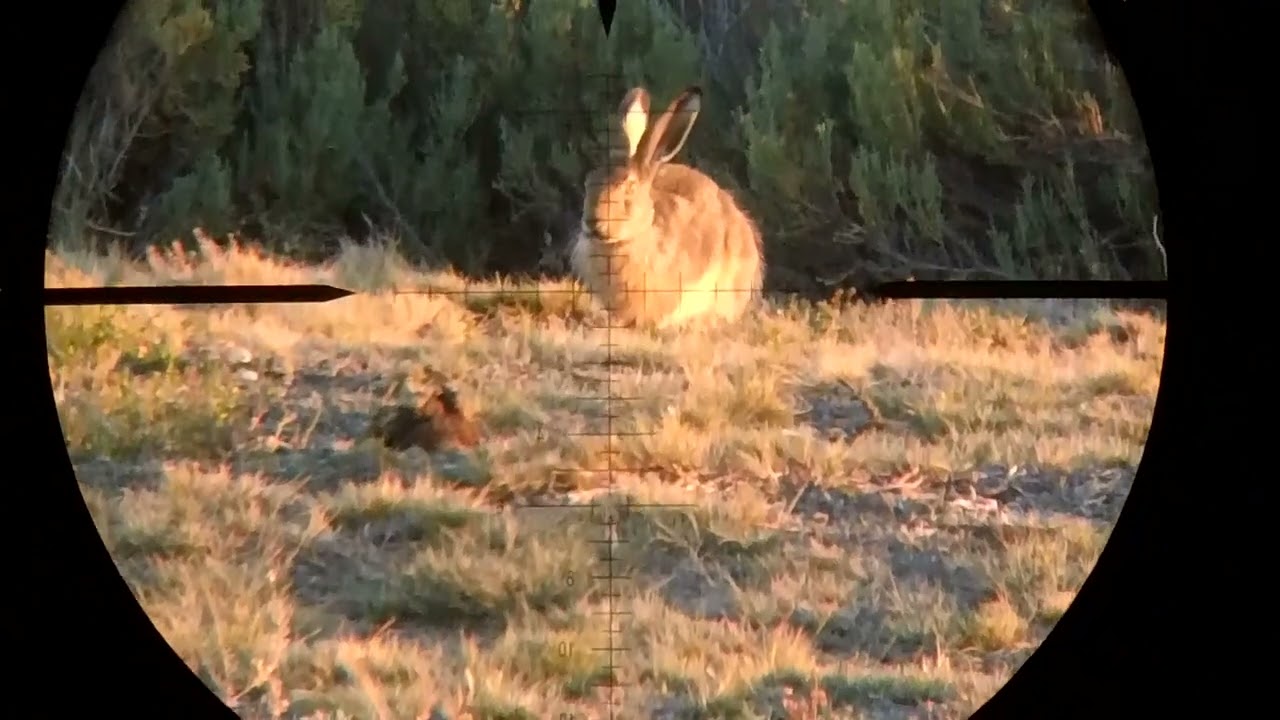 LIEBRE VS EDGUN R3M 5.5 con jsb 18gr a 950fps