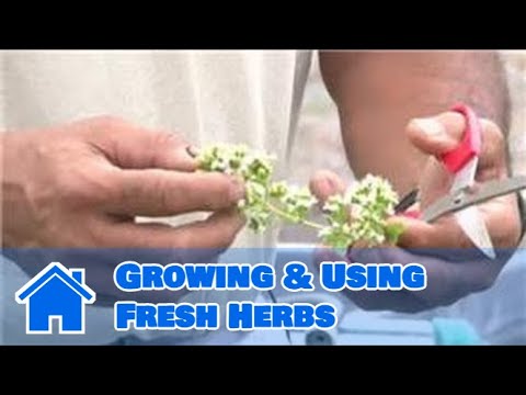 Herb Gardening : Growing & Using Fresh Herbs - YouTube