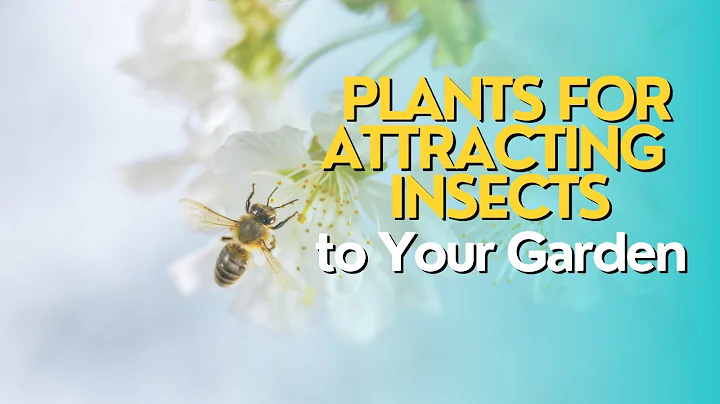 Plants for Attracting Beneficial Insects to Your Garden