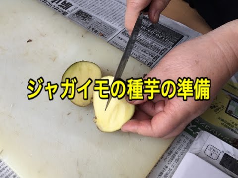 家庭菜園 ジャガイモの種芋の準備 Youtube