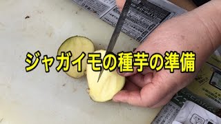 【家庭菜園】ジャガイモの種芋の準備