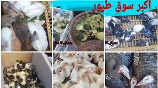 اكبر سوق طيور بالاسعار يالا الحقوا اشتروا لرمضان موجود جميع انواع الطيور ارانب /فراخ/بط/وز/حمام