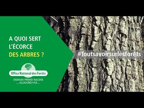 Vidéo: À quoi sert l'écorce de frangula ?