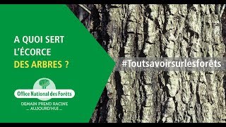 À quoi sert un arbre ?