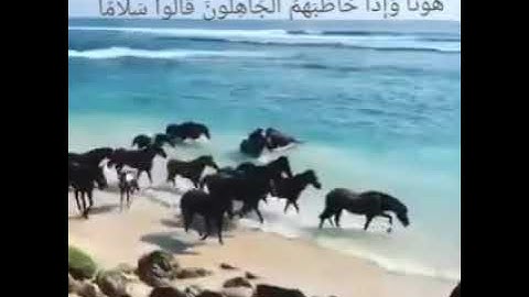 ( صفات عباد الرحمن ) من سورة الفرقان..قراءةجد رائعه