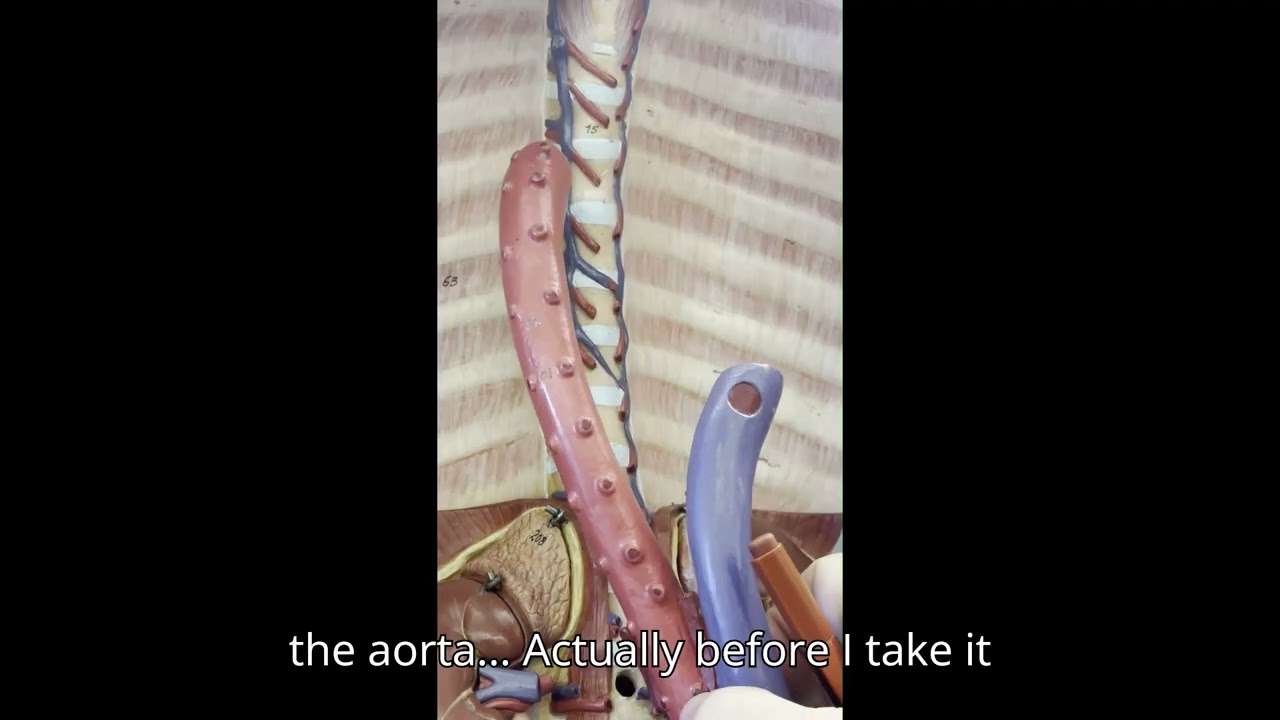 The Blood Vessels of the Neck and Thorax (2026)