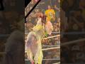 Iyo Sky!!! #wwe #wrestling #wwelive #wwefan #iyosky #wrestlemania #wrestlepalooza #prowrestling #raw