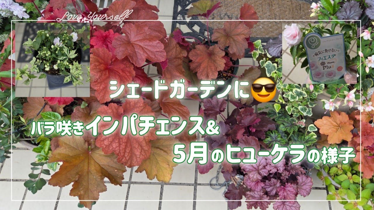 日陰&半日陰に飾れる😆【夏の寄せ植え】ヒューケラのその後の様子