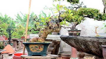 1,8 triệu cây Lộc Vừng dáng siêu cực đẹp, anh em mua nhanh kẻo mất