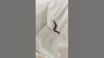 Centipede on the bed.