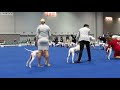 English Pointer "Royal Canin Cup " 2017 Nicanor Del Sol De Oeste Am.CH.