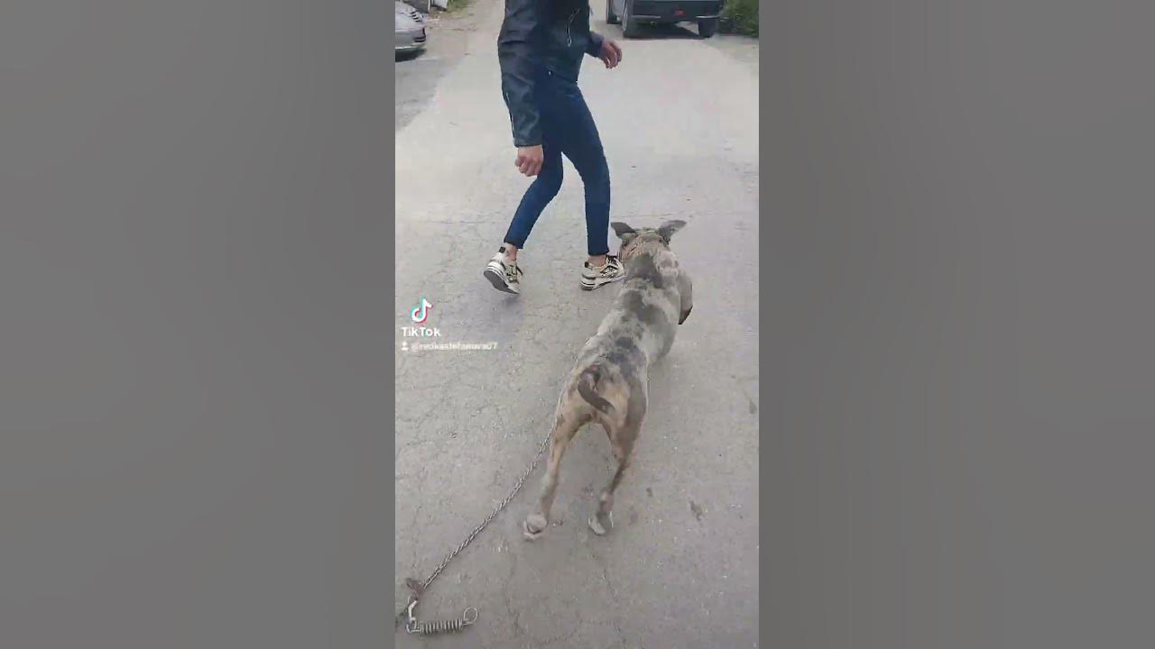 Американско були ХЛ мъшко мерле american Bully XL 087 773 7964 - YouTube