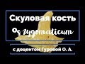 Скуловая кость (os zygomaticum)💀 | Анатомия человека [2019]✅