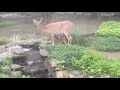 Baby Deer falls in pond