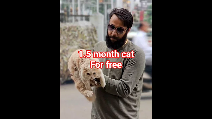 Video 11636731: persian cat pets, persian cat adoption