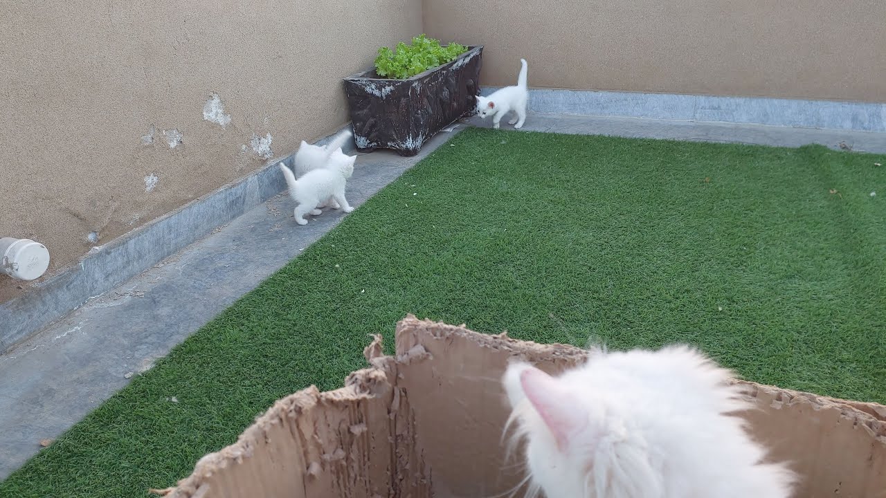 Kittens Don't Want To Be With Mama?