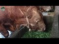 BIG BULL - Seperti ini Sapi TERBESAR The Next Bima SAKTI sedang Makan Hijauan..