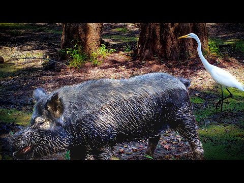 When the Swamp Dries Up — Alabama Trail Cam Videos