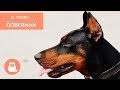 El perro Dóberman