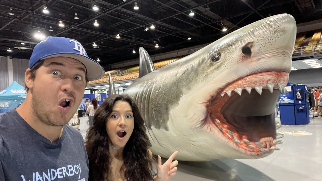 tampa shark tour