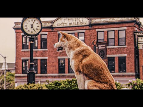 Dog Waits At The Same Spot For 9 Years For His Master To Return. Movie Recap with lesson. True story