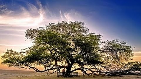Onthulling van de levensboom van Bahrein: het grootste geheim van de woestijn!