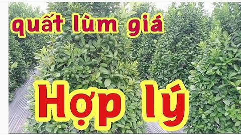 quất lùm quất tết 2022 xin liên hệ chủ vườn Trần Trung