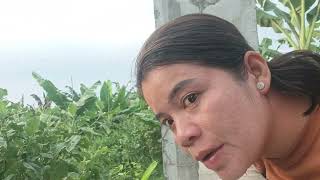 SEDIHNYA YA TUHAN...MASIH BANYAK LAGI BANGKAI AYAM SAYA DI SINI HABIS AYAM SAYA