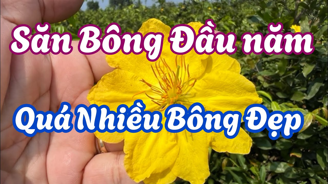 Săn Bông Đầu năm ở Làng Mai . 