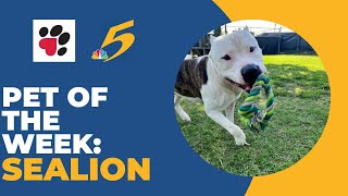 Pet of the Week: Sealion