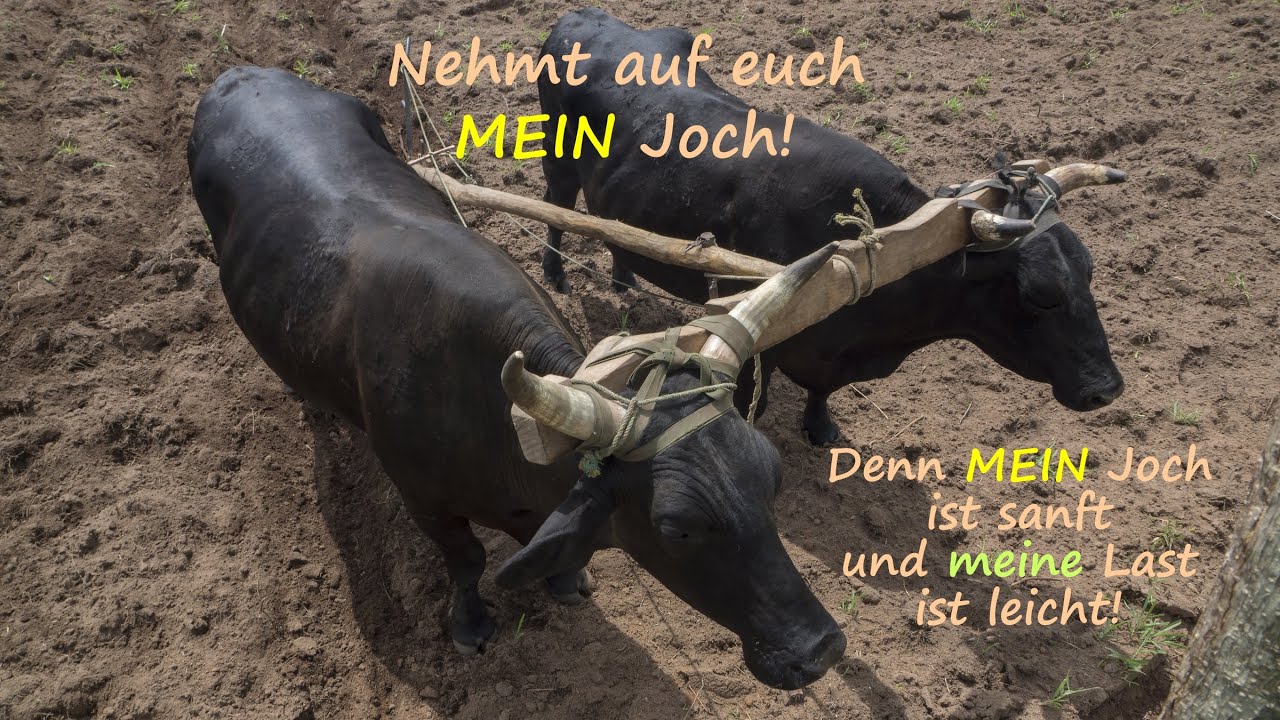 Nehmt auf euch mein Joch! Es ist sanft und leicht. (1,5 min) - YouTube