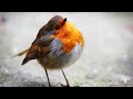 A Little Robin Bird - Peaceful Relaxing Christmas Music