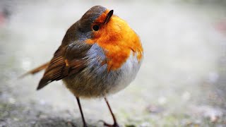 A Little Robin Bird - Peaceful Relaxing Christmas Music