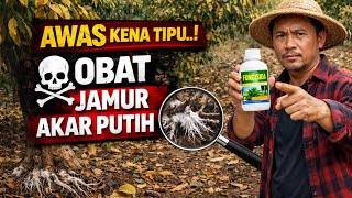 Download Lagu ‼️JAMUR AKAR PUTIH‼️Jangan Asal Pakai FUNGISIDA‼️ PAKAI Yang KHUSUS BATANG + AKAR ♻️ Awas TERTIPU‼️ MP3