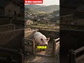 El origen de "A cada CERDO su chiquero" 🏠