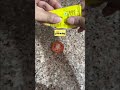 Pores tightening scrub