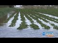 FALL OUT FROM SEPTEMBER 2016 ADELAIDE STORMS CONTINUE - CHANNEL 10