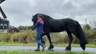 Friesian Horse Kalender - Elfsteden editie: Friese dekhengst Wytse 462 in de stad IJLst