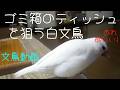 ゴミ箱のティッシュを狙う白文鳥ふーちゃん　文鳥動画