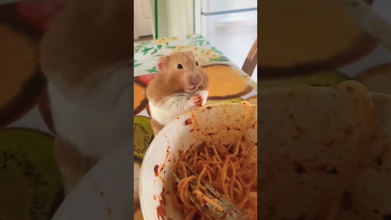 Cute and funny Rat | 