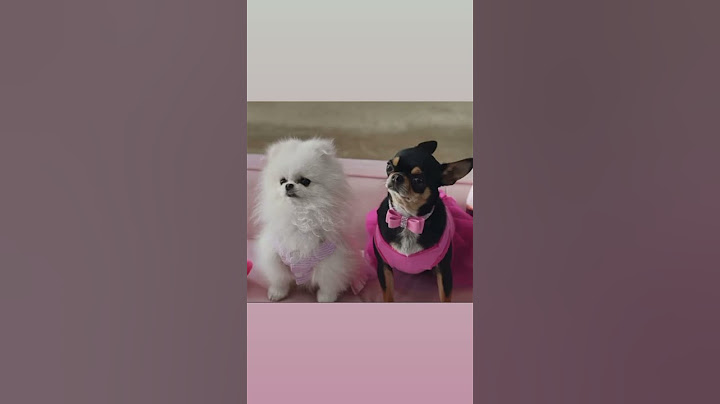 Paris Hilton #hotel #advertisement #paris #hilton #prince #diamond #baby #cihuahua #furbaby #furkids