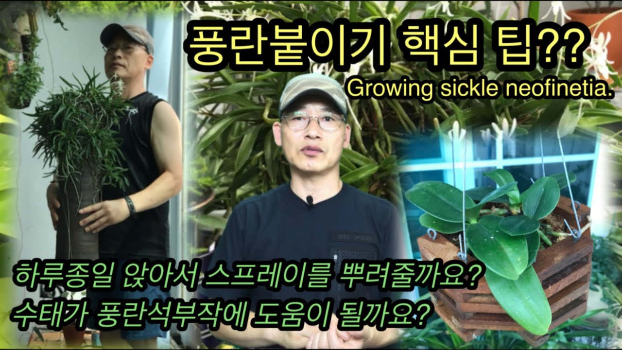 풍란석부작의 간단하고 확실한 성공비법/ 풍란기르기/ 풍란목부작
