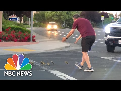 man-killed-by-car-after-saving-ducks-crossing-street