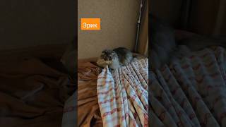 Эрик... одеяло убежало, ускакала простыня #котикиэрикватсон #короткиевидео #catvideos