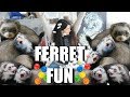 INSANE Ferret Fun! SPOILING My Cute Pet Ferrets