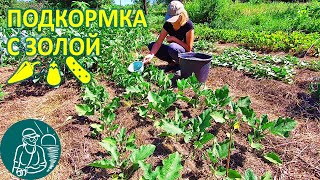 🌶🍆🥒 Подкормка перца, огурцов, баклажан 🔥 Удобрение древесной золой 🌱 Опыт Гордеевых